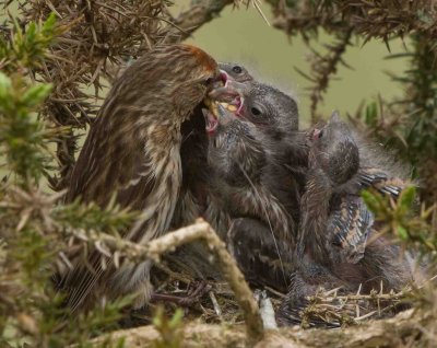 Lesser Redpoll