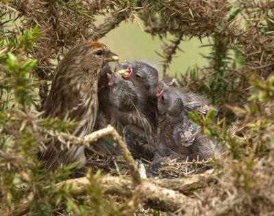 Lesser Redpoll