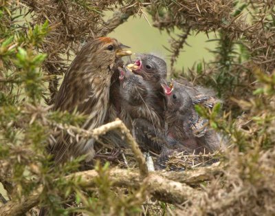 Lesser Redpoll