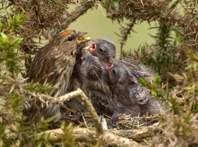 Lesser Redpoll