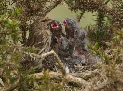 Lesser Redpoll