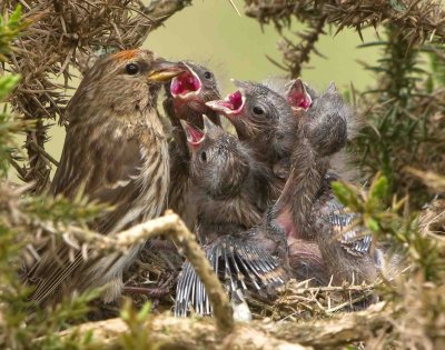 Lesser Redpoll