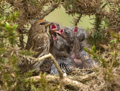 Lesser Redpoll