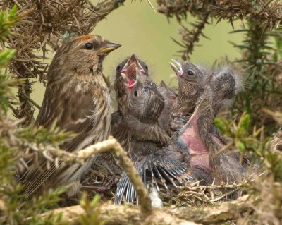 Lesser Redpoll