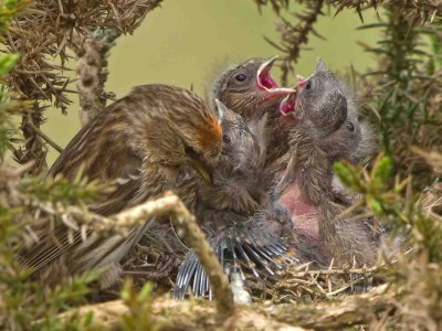 Lesser Redpoll