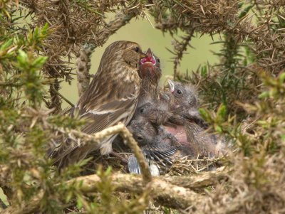 Lesser Redpoll