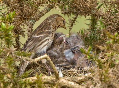 Lesser Redpoll