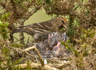 Lesser Redpoll