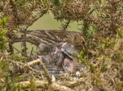 Lesser Redpoll