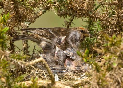 Lesser Redpoll