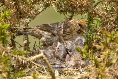 Lesser Redpoll