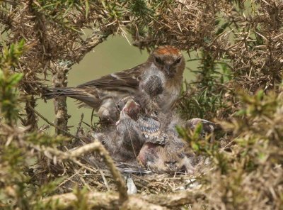 Lesser Redpoll