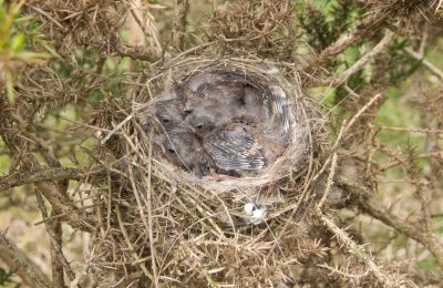 Lesser Redpoll