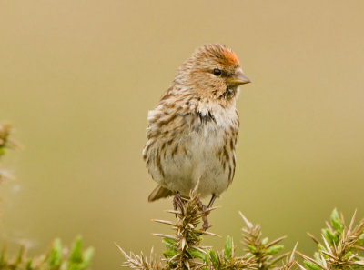 Lesser Redpoll