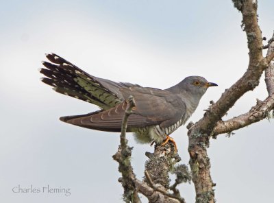 Male Cuckoo sings from a very near tree.