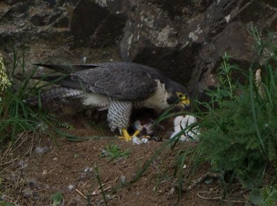 Female feeding her two chicks.