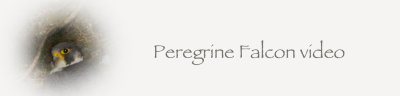 Peregrine Falcon-Falco peregrinus 