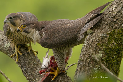 Peregrine