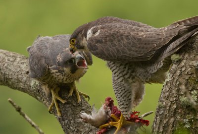 Peregrine