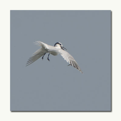 Sandwhich Tern