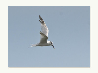 Sandwhich Tern