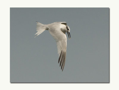 Sandwhich Tern