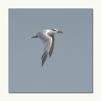 Sandwhich Tern