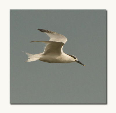 Sandwhich Tern