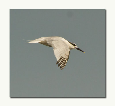Sandwhich Tern
