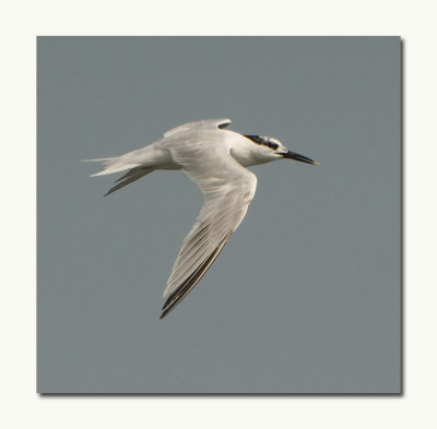 Sandwhich Tern