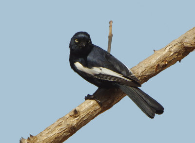 White-shouldered Black Tit (Parus guineensis)