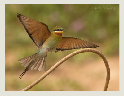 Blue-tailed Bee-eater - Merops philippinus 