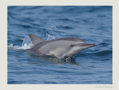 Spinner dolphin (Stenella longirostris) 