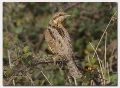 Wryneck Jynx torquilla