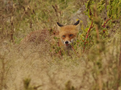 Red Fox