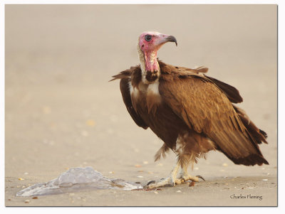 Hooded vulture (Necrosyrtes monachus)