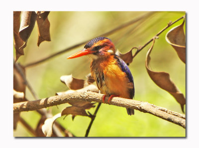 Pygmy Kingfisher