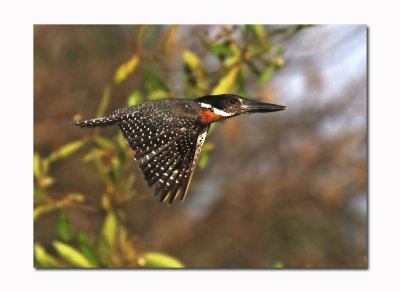 Giant Kingfisher Megaceryle maxima