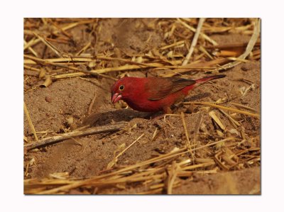 Rred-billed firefinch or Senegal firefinch (Lagonosticta senegala) 