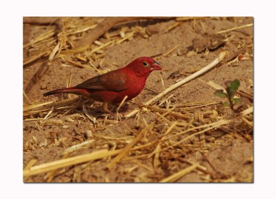 Rred-billed firefinch or Senegal firefinch (Lagonosticta senegala) 