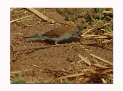 (Uraeginthus bengalus) 