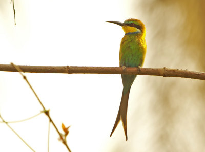 Swallow-tailed bee-eater (Merops hirundineus)