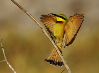 Little Bee-eater - (Merops pusillus) 