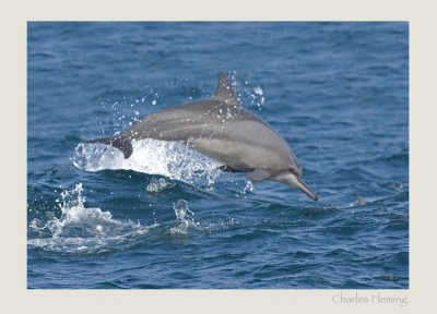 Spinner dolphin (Stenella longirostris) 