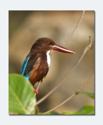 White-throated Kingfisher