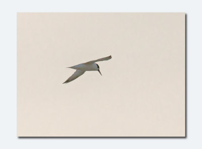Little Tern - Sturnela albifrons