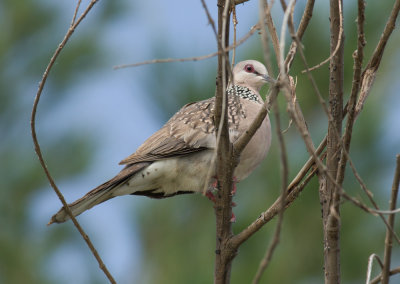  Spotted Dove - Spilopelia chinensii 