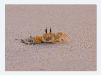 Ghost Crab - Ocypode brevicornis