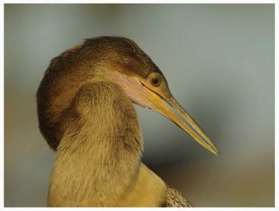 Anhinga (Anhinga anhinga)