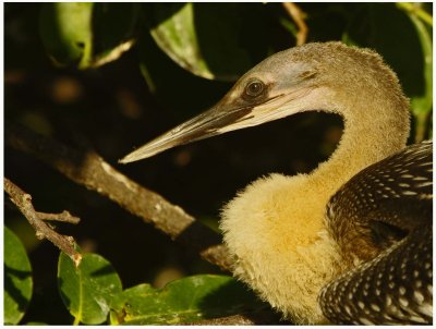 Anhinga (Anhinga anhinga)